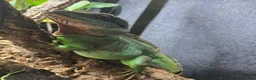 Lizard reptiles for sale: Chinese water dragon  in Tewkesbury - Advert 3
