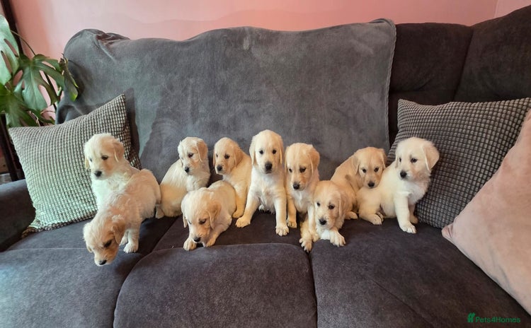 Goldendoodle dogs - Advert 1