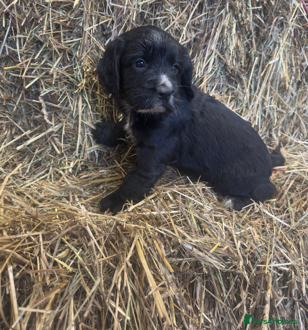 Cocker Spaniel dogs for sale: Health Tested Clear KC Registered Working Cockers - Advert 15