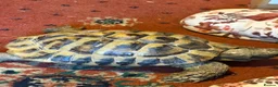 Hermann Tortoise reptiles for sale: Two male Herman tortoises  in Portsmouth - Advert 12