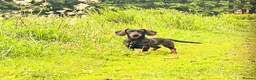 Dachshund dogs for sale: *Gamekeeper bred Wire Haired Dachshund Puppies* - Advert 9