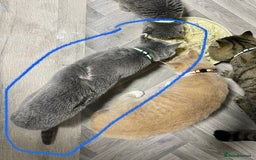 British Shorthair cats for sale: British shorthair 2 year old girl - Image 2