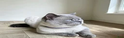 British Shorthair cats for sale: 💙 STUNNING Blue Colourpoint BSH kittens 💙 - Advert 6