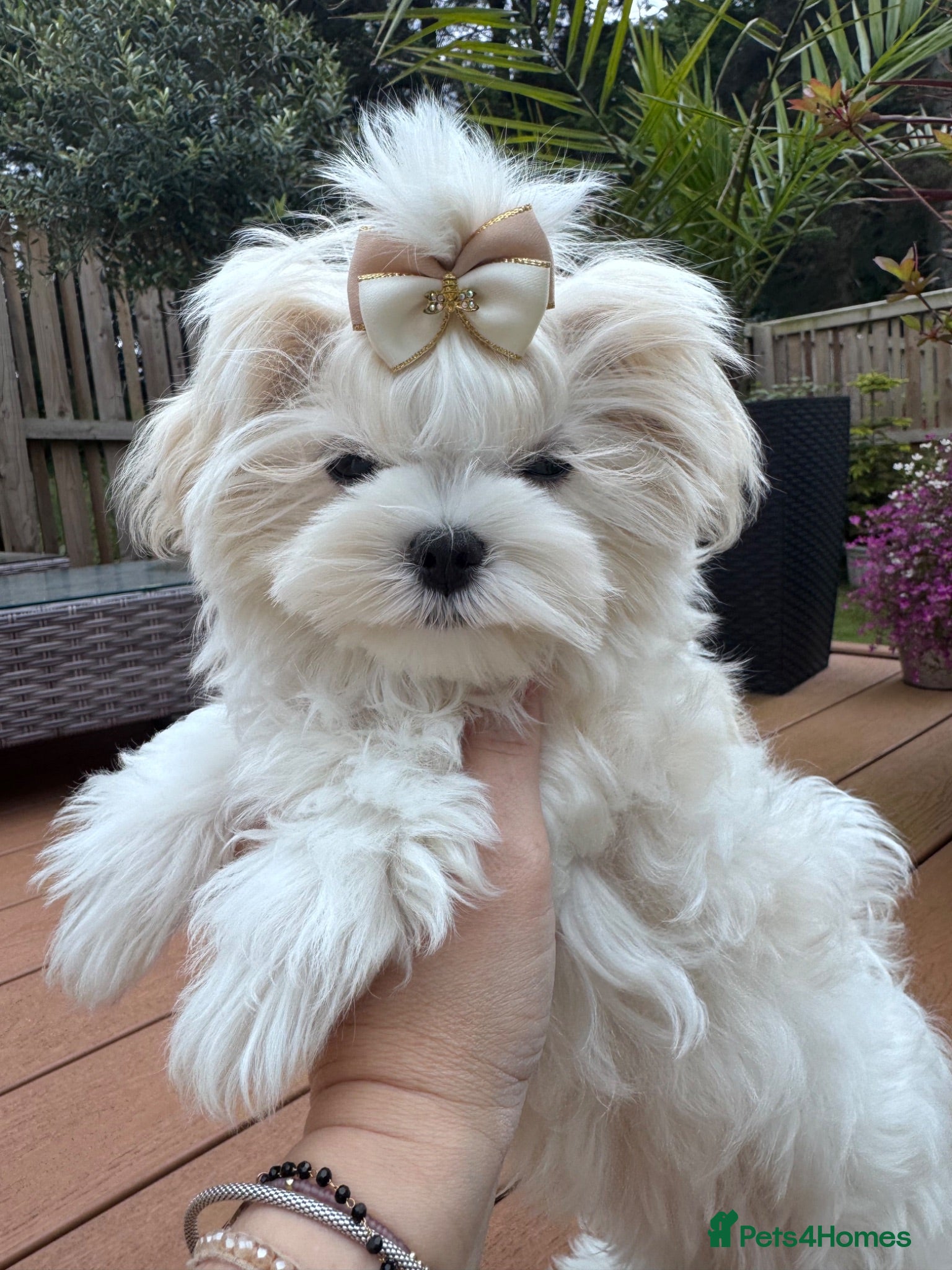 Maltese dogs 🏆KC🏆Ready Now 🧸Korean Maltese boy 💎 - Advert 1