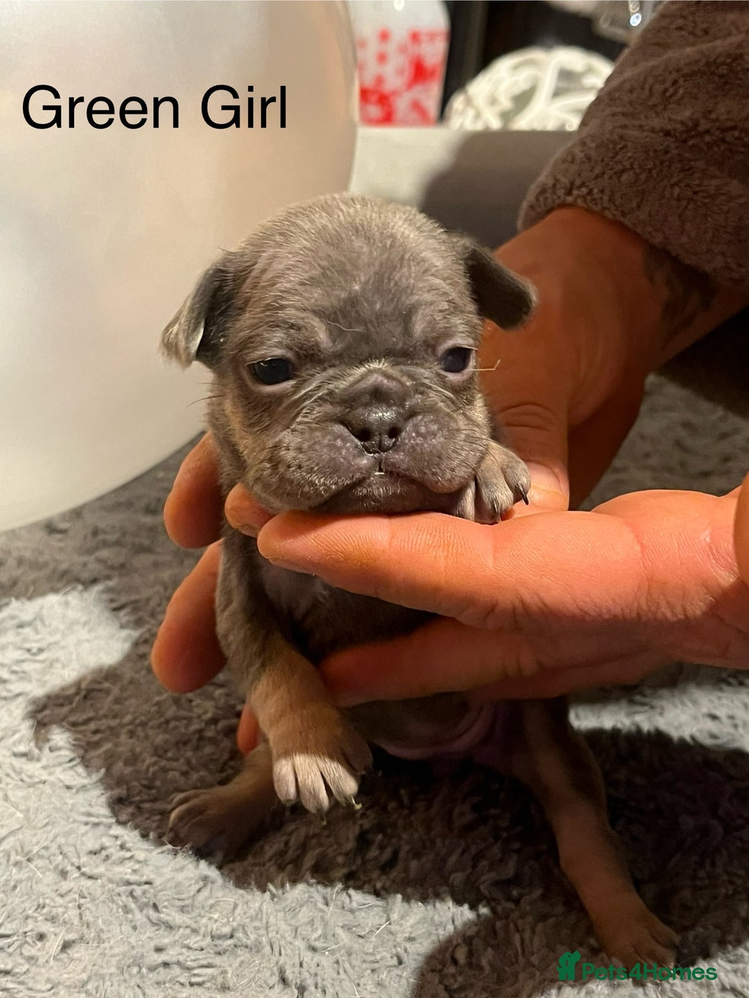 French Bulldog dogs for sale: DWKC Registered French Bulldog puppies for sale - Advert 3