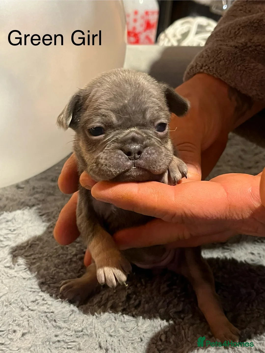 French Bulldog dogs for sale: DWKC Registered French Bulldog puppies for sale - Advert 19
