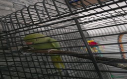 Ringnecks birds for sale: Semi tame ring neck - Image 2