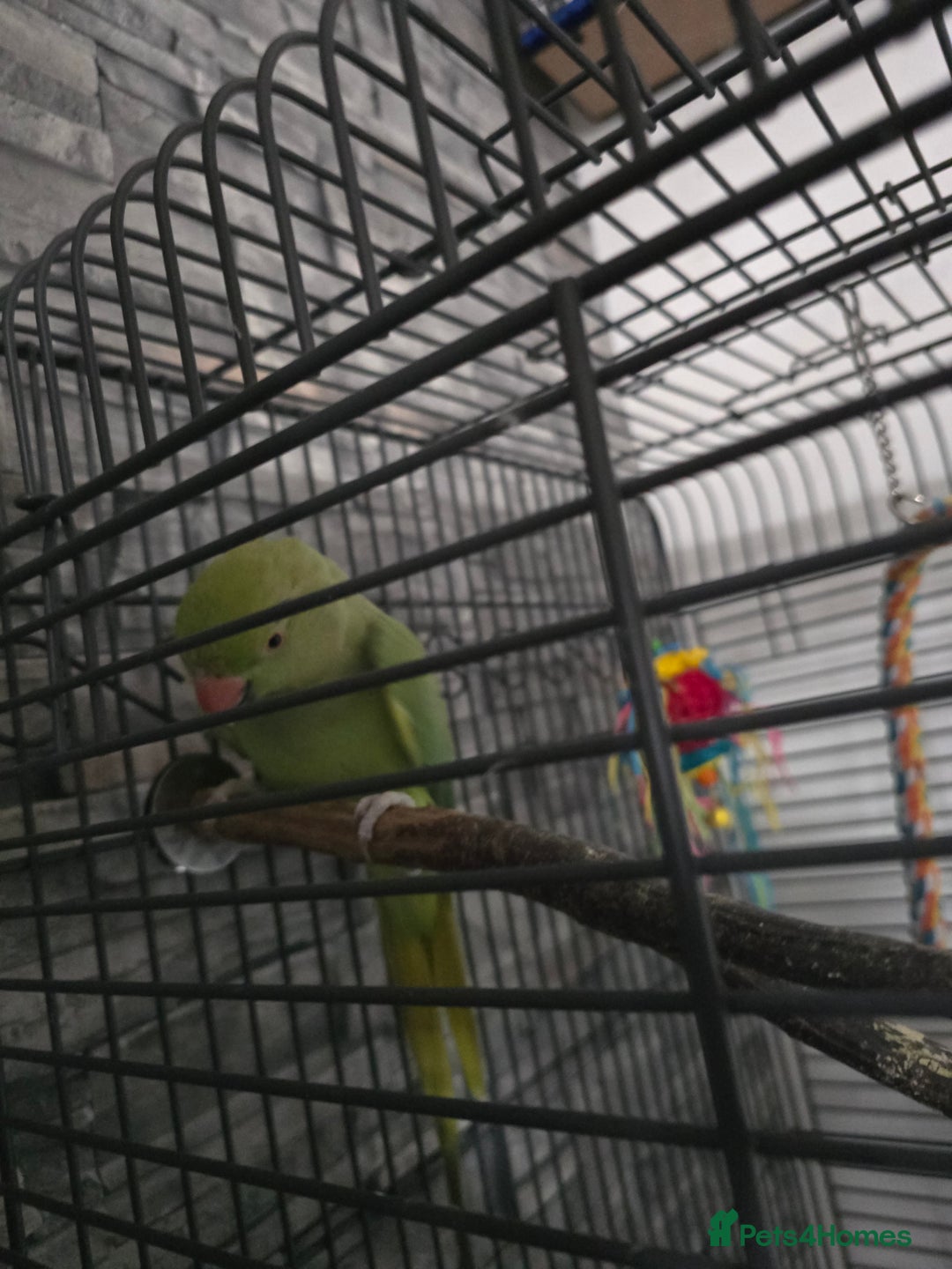 Ringnecks birds for sale: Semi tame ring neck - Image 2