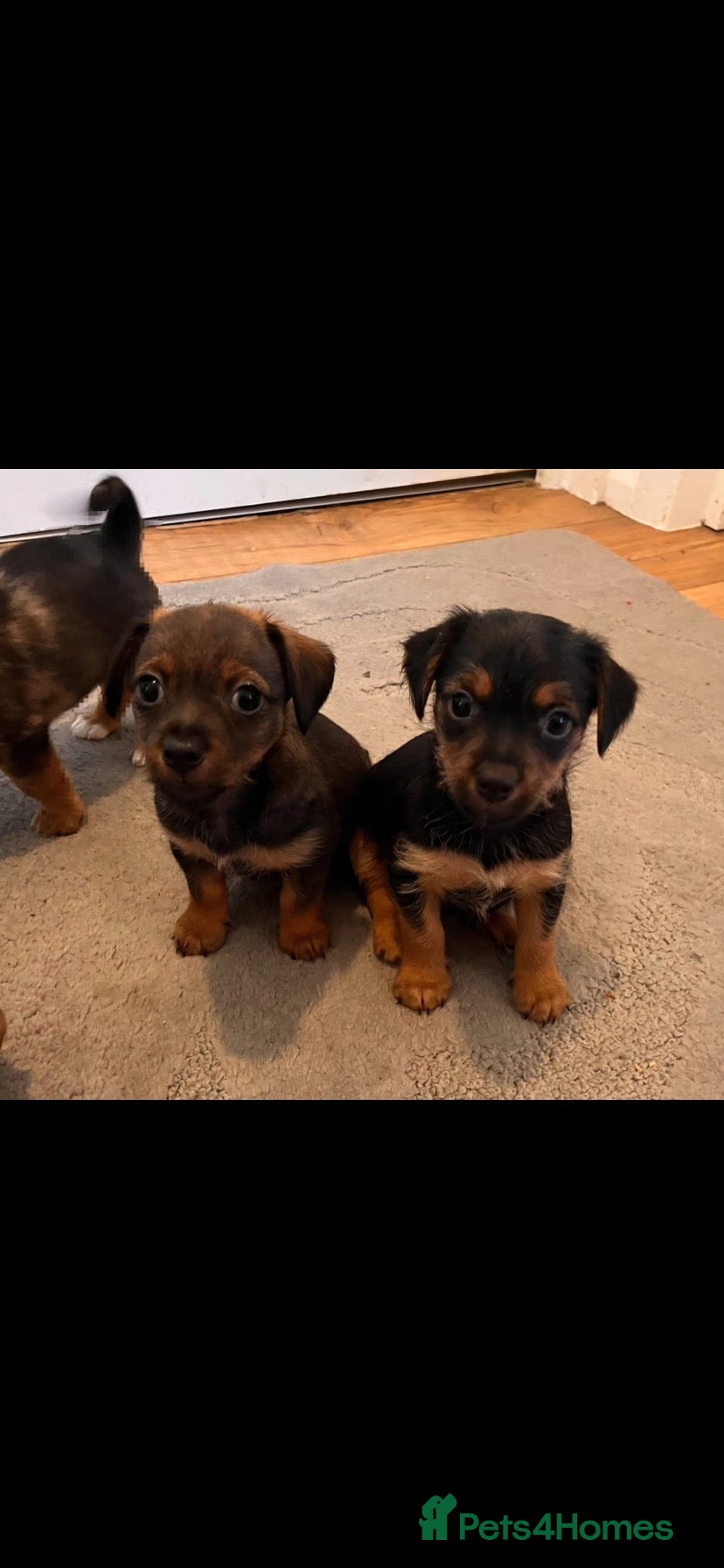 Mixed Breed dogs for sale: Dashund and Yorkshire terrier puppies - Advert 1