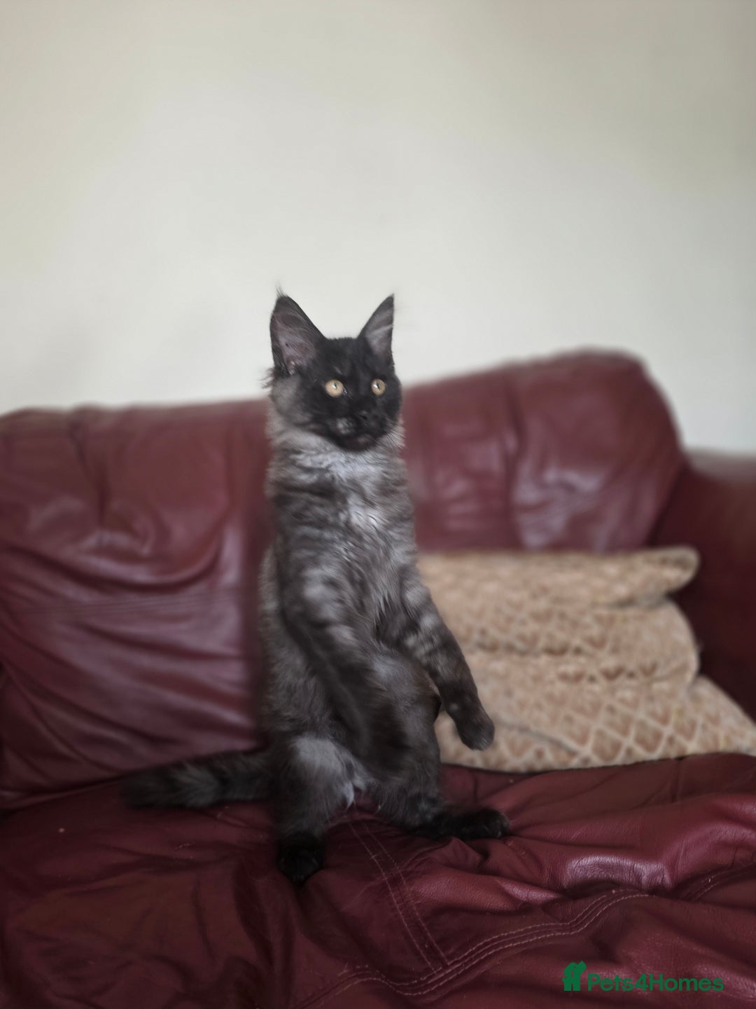 Maine Coon cats for sale: TICA reg black smoke female ready now - Image 4