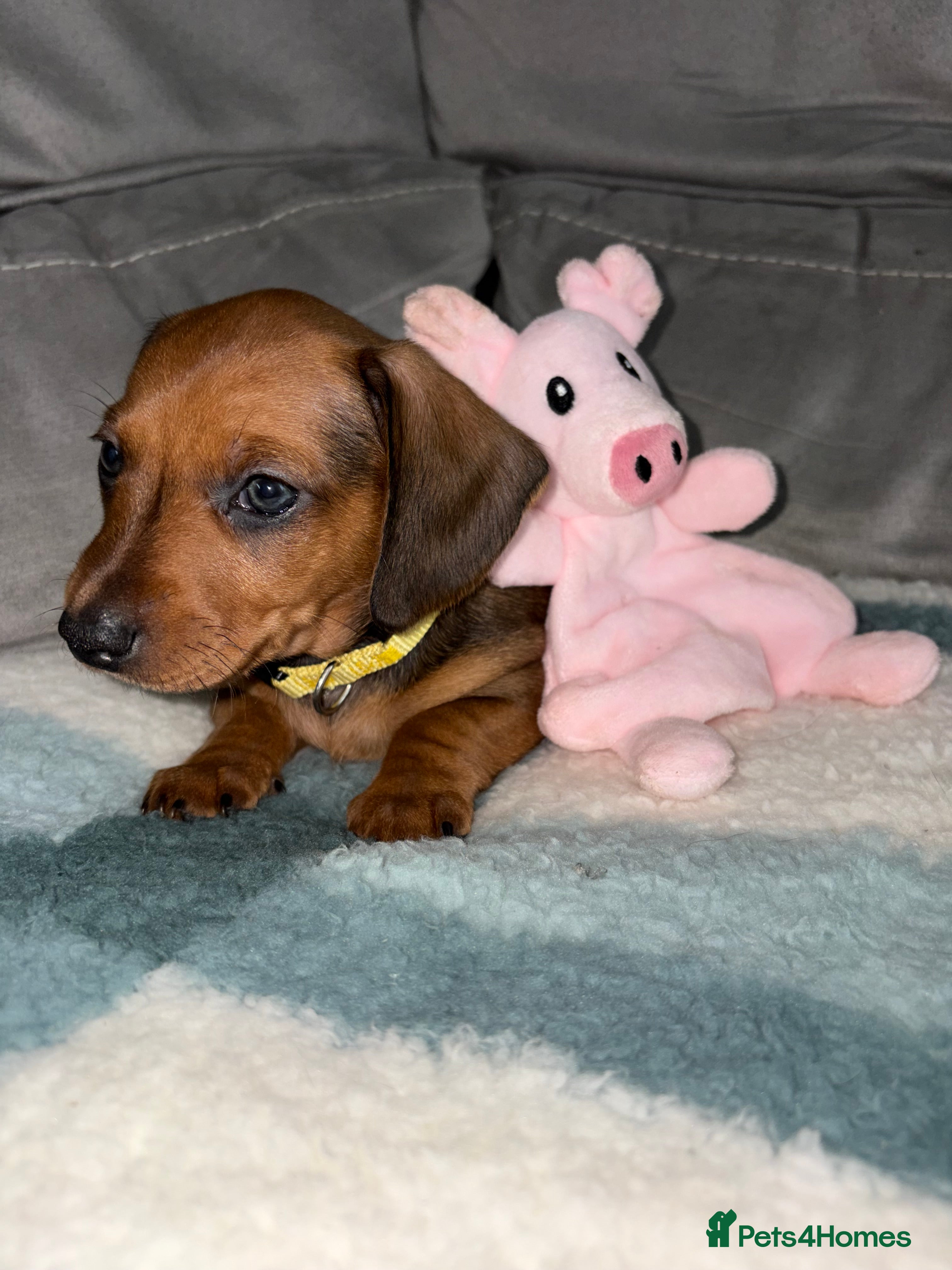 Miniature Dachshund dogs Mini Dachshund Puppies - Advert 2