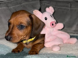 Miniature Dachshund dogs Mini Dachshund Puppies - Advert 2