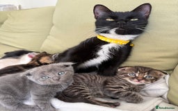 Scottish Fold cats for sale: 🐾ADORABLE SCOTTISH KITTENS FOR SALE🐾  - Image 12