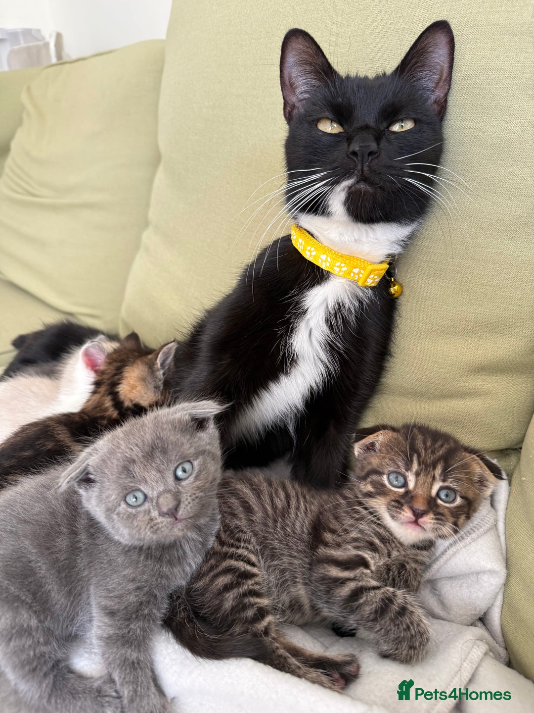 Scottish Fold cats for sale: 🐾ADORABLE SCOTTISH KITTENS FOR SALE🐾  - Image 12