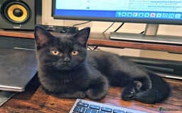 Mixed Breed cats for sale: Persian / British Shorthair Cross, Female Kitten - Image 4