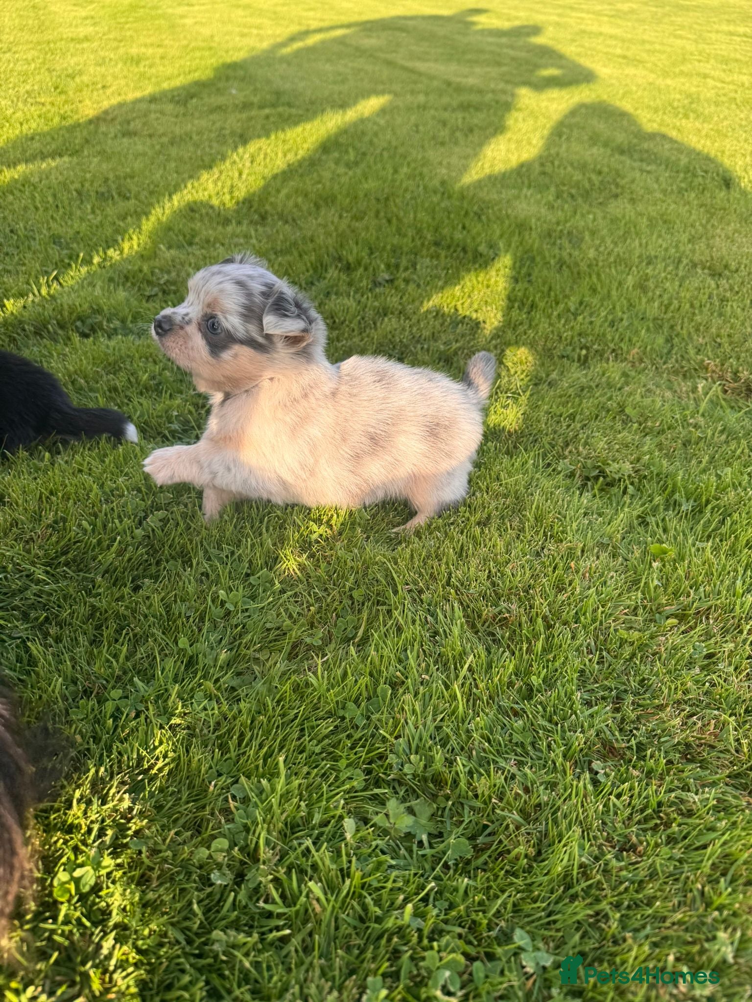 Chihuahua dogs Gorgeous Chihuahua Puppies – 1 Boy & 1 Girl  - Advert 2