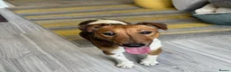 Fox Terrier dogs for adoption: Sweet William needs LOVE - Advert 19