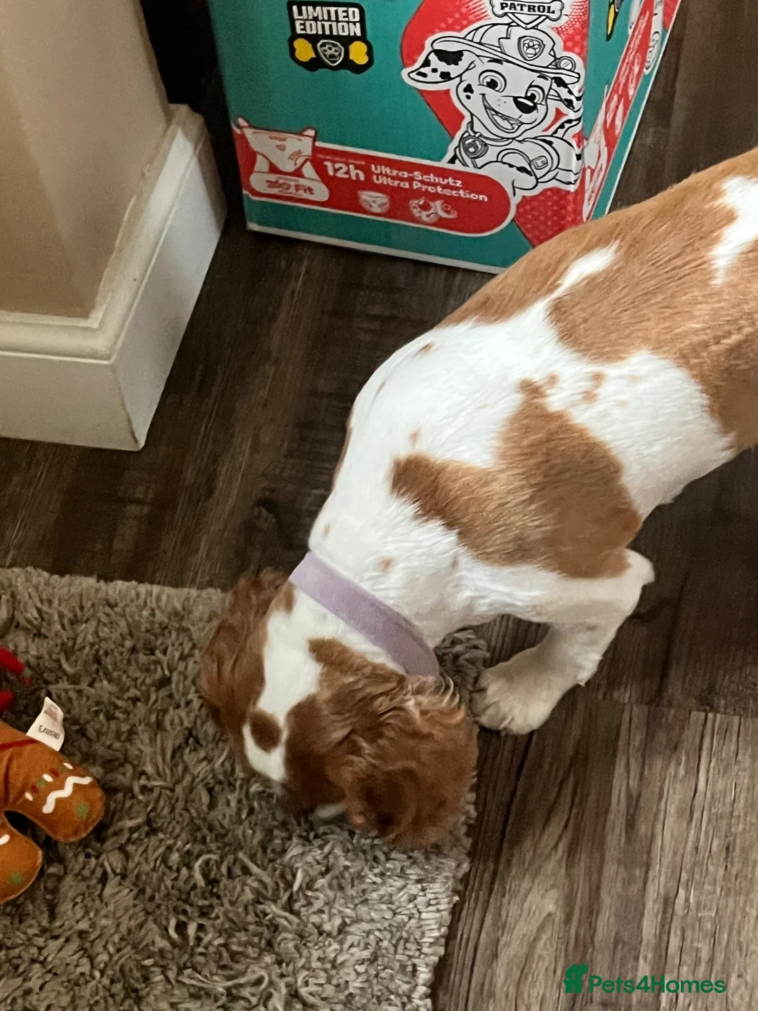 Cavalier King Charles Spaniel dogs for sale: Cavalier King Charles  in Nottingham - Advert 7