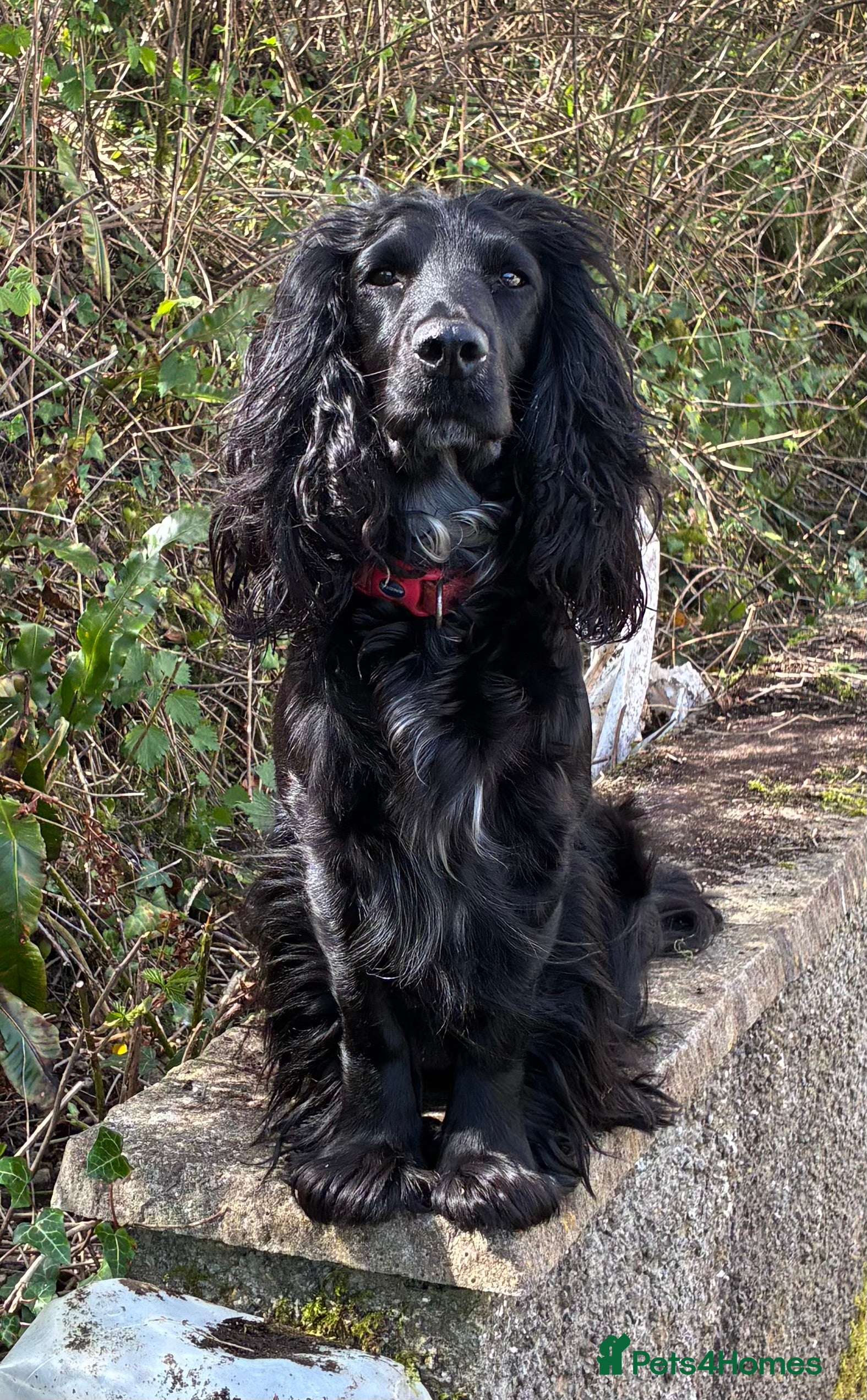 Pepper