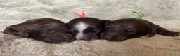 Cockapoo dogs for sale: 7 GORGEOUS COCKAPOO PUPPIES - Advert 2