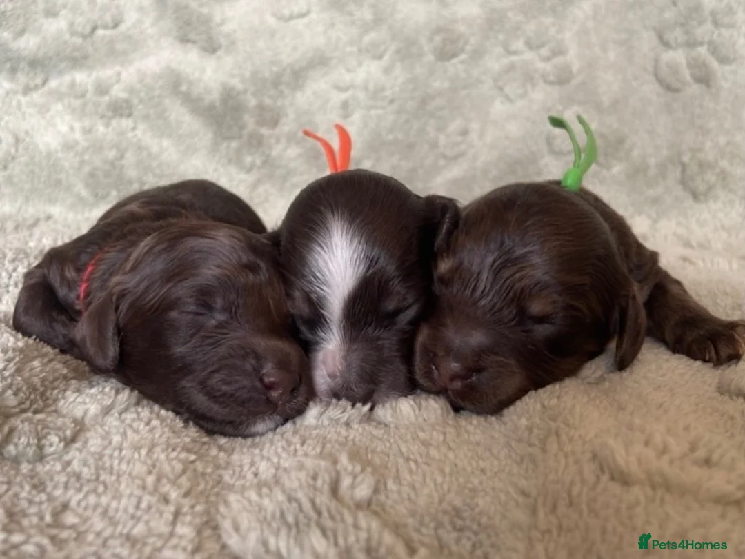 Cockapoo dogs for sale: 7 GORGEOUS COCKAPOO PUPPIES - Advert 2