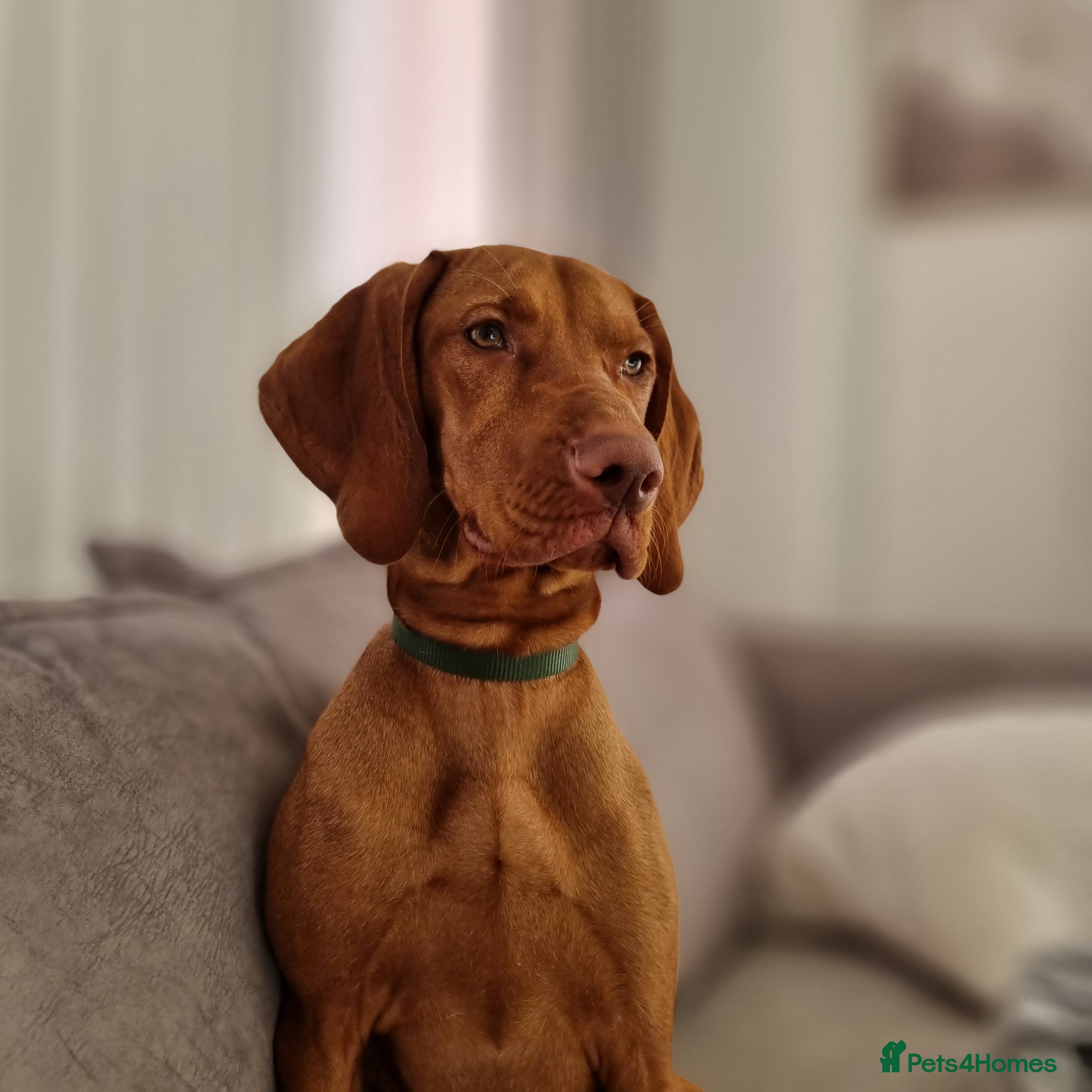 Hungarian Vizsla dogs Hungarian vizsla  - Advert 11