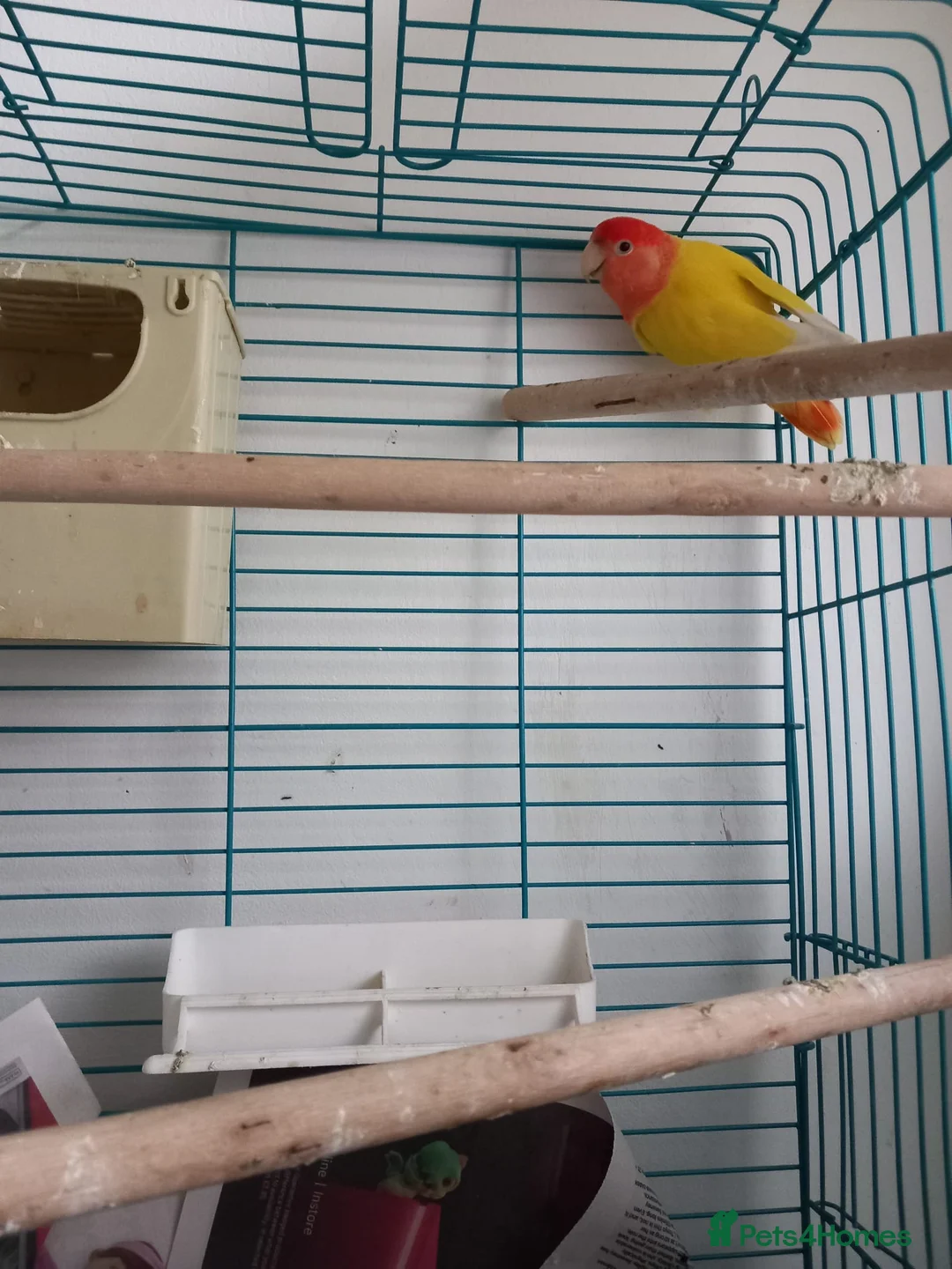 Lovebirds birds for sale: Lovebird in London - Advert 3