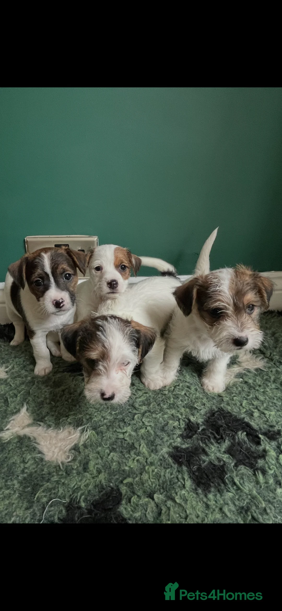 Jack Russell dogs for sale: Miniature wire haired Jack Russell puppies  - Advert 1