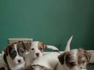 Jack Russell dogs Miniature wire haired Jack Russell puppies - Advert 1