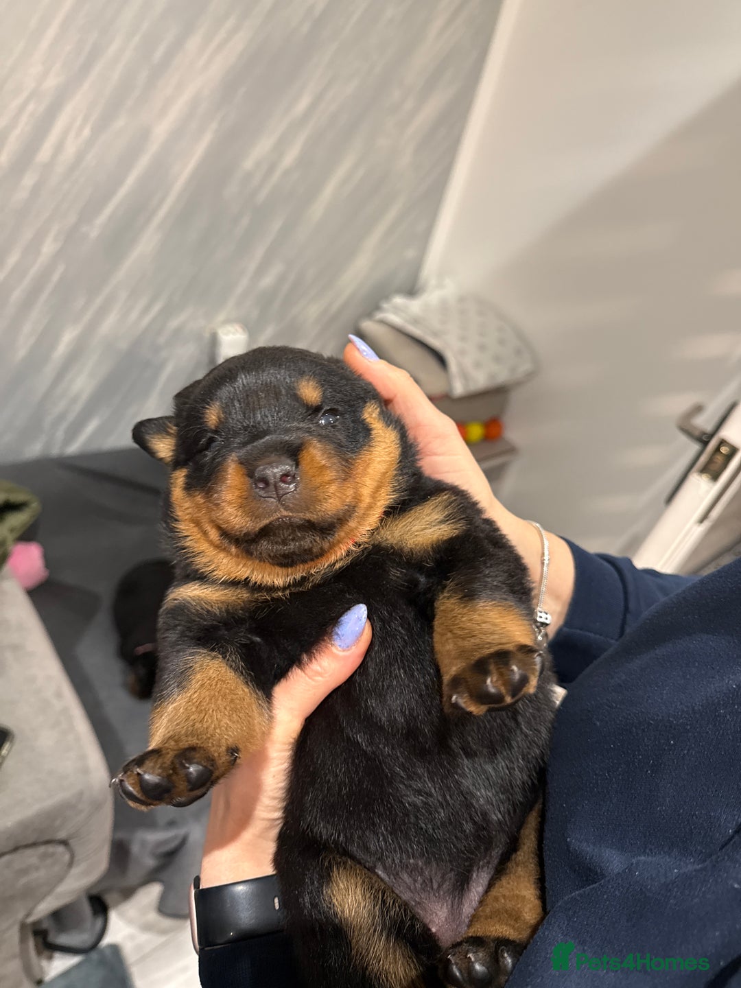 Rottweiler dogs for sale: Rottweiler puppies  - Image 10