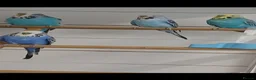 Budgerigars birds for sale: Adult budgies ready now !!!! Don't miss out  in Colchester - Advert 5