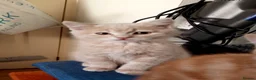 Scottish Fold cats for sale: 3 ginger girls and one boy available    - Advert 24
