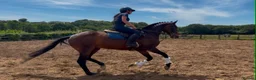 English Thoroughbred horses for sale: The dutchman  - Advert 2