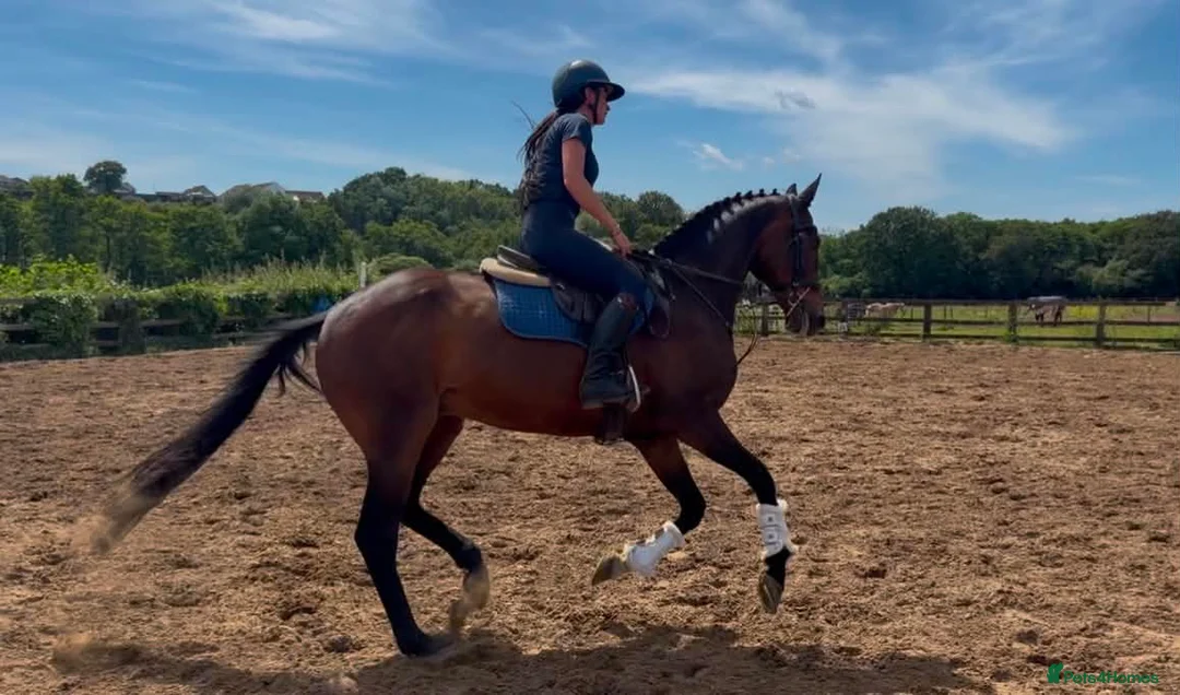 English Thoroughbred horses for sale: The dutchman  - Advert 2