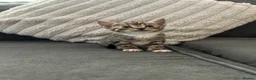 Mixed Breed cats for sale: 5 beautiful kittens ready for amazing homes in Birmingham - Advert 3