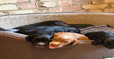 Mixed Breed dogs - Advert 3