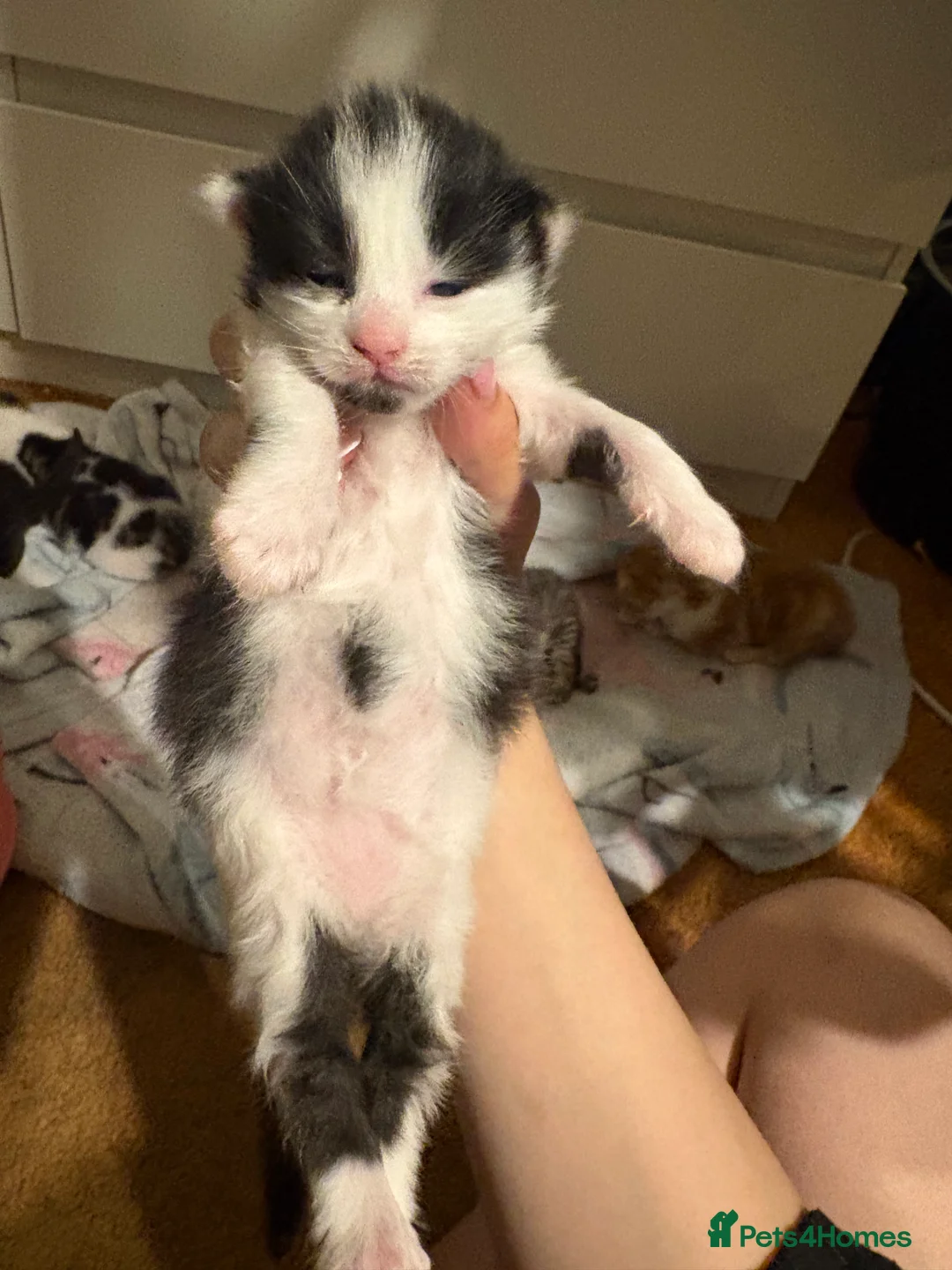 Domestic Shorthair cats for sale: Kittens for sale  - Advert 2