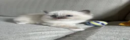 Ragdoll cats for sale: TICA REGISTERED RAGDOLL KITTENS  - Advert 14