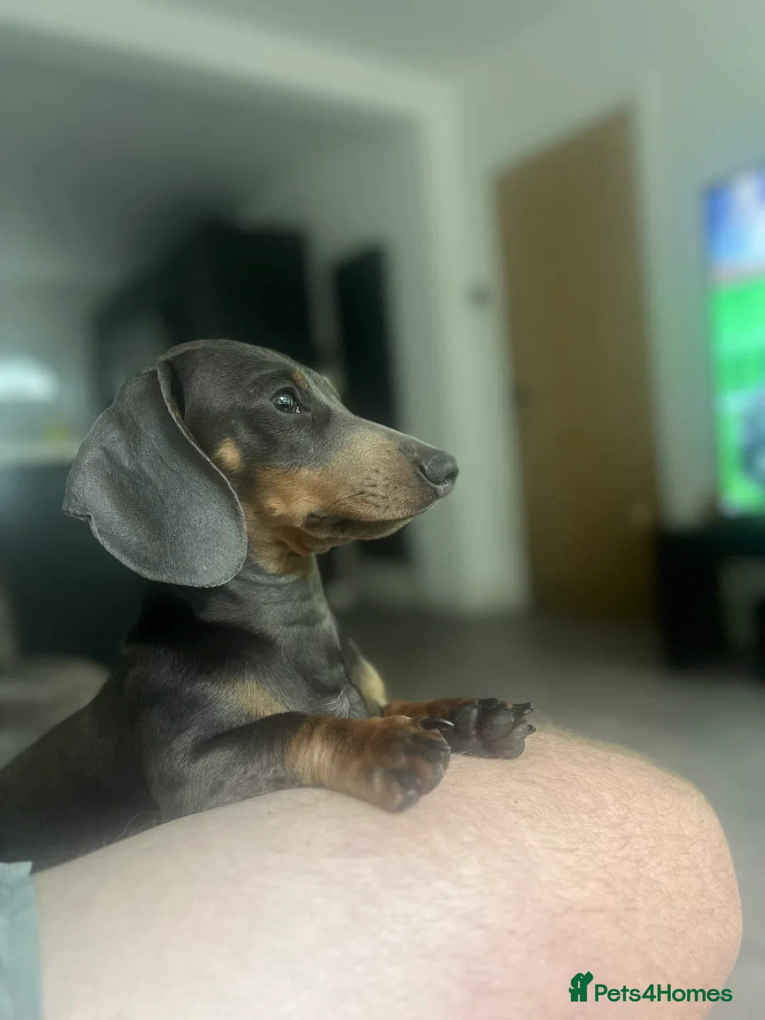 Miniature Dachshund dogs for stud: 🐾HUGO THE BOSS (KC REG & PRA CLEAR) PROVEN STUD🐾 in Manchester - Advert 5