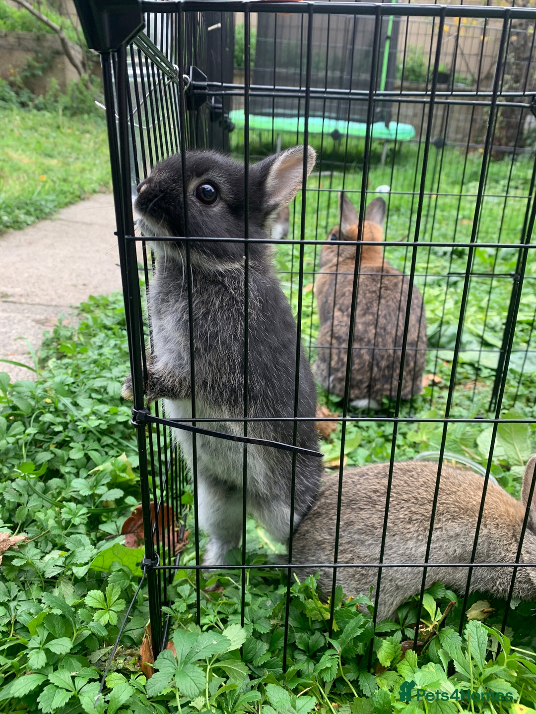 Netherland Dwarf rabbits for sale: Gorgeous Netherland Dwarf Rabbit - Advert 4