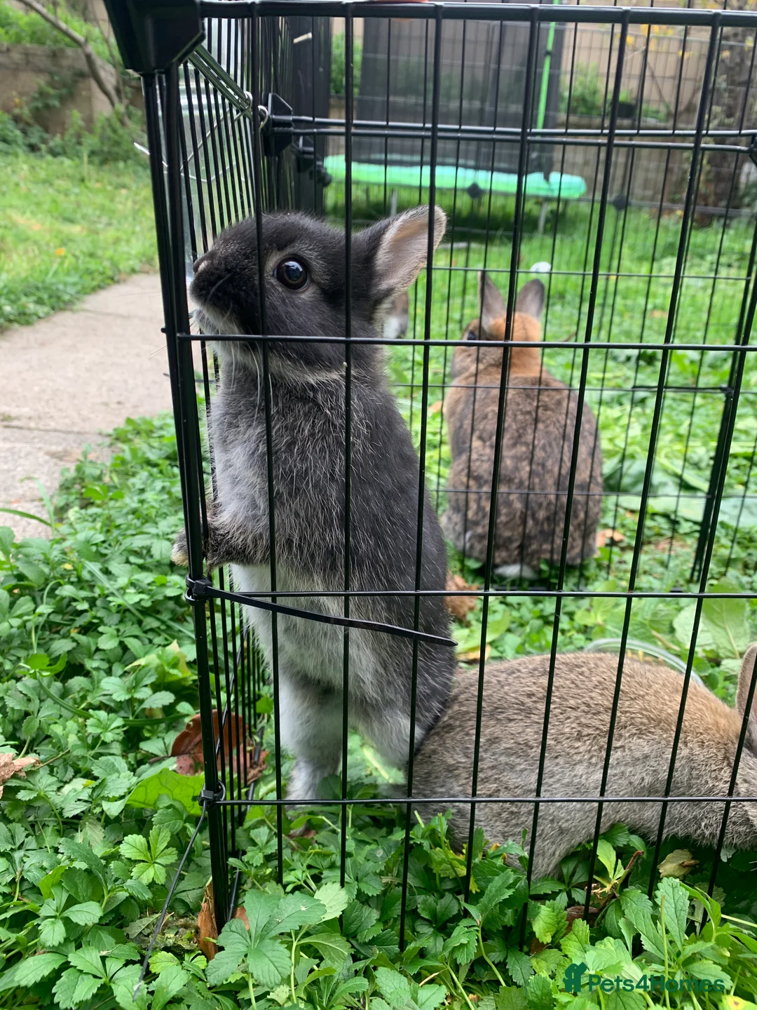 Netherland Dwarf rabbits for sale: Gorgeous Netherland Dwarf Rabbit x4 - Advert 4