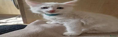 Turkish Angora 3