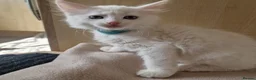 Turkish Angora cats for sale: Turkish angora x kittens  - Advert 7