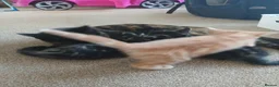 Mixed Breed cats for sale: Mixed breed boys available in Colchester - Advert 6