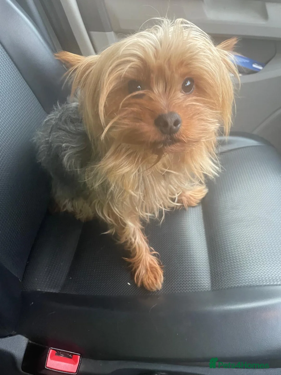 Yorkshire Terrier dogs for sale: Yorkshire terrier  - Advert 3