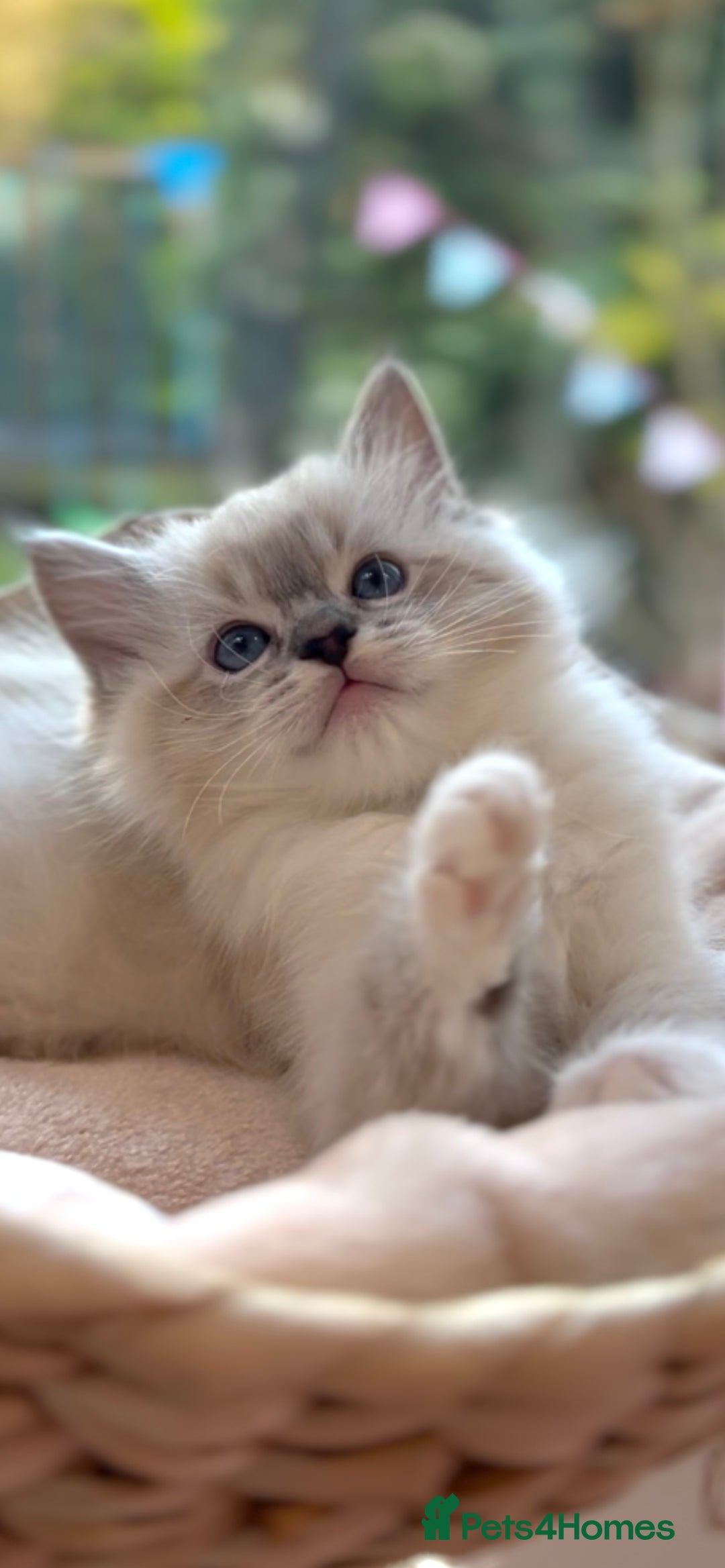 Ragdoll cats for sale: GCCF Registered. Grand Champion Bloodlines. - Advert 4