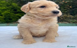 Labradoodle dogs for sale: F1 labradoodle  - Image 6