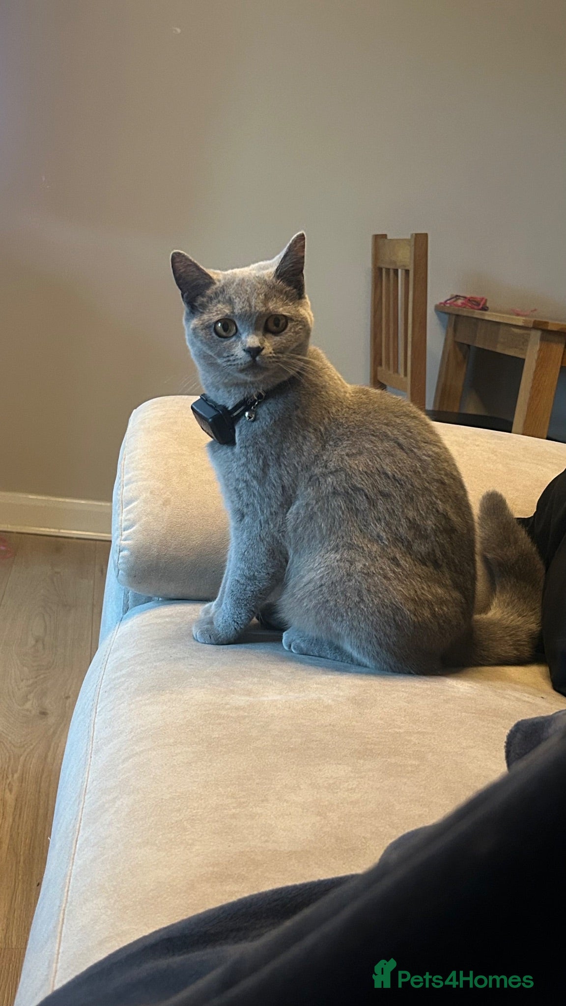 British Shorthair cats Stunning BSH X KITTENS  - Advert 1