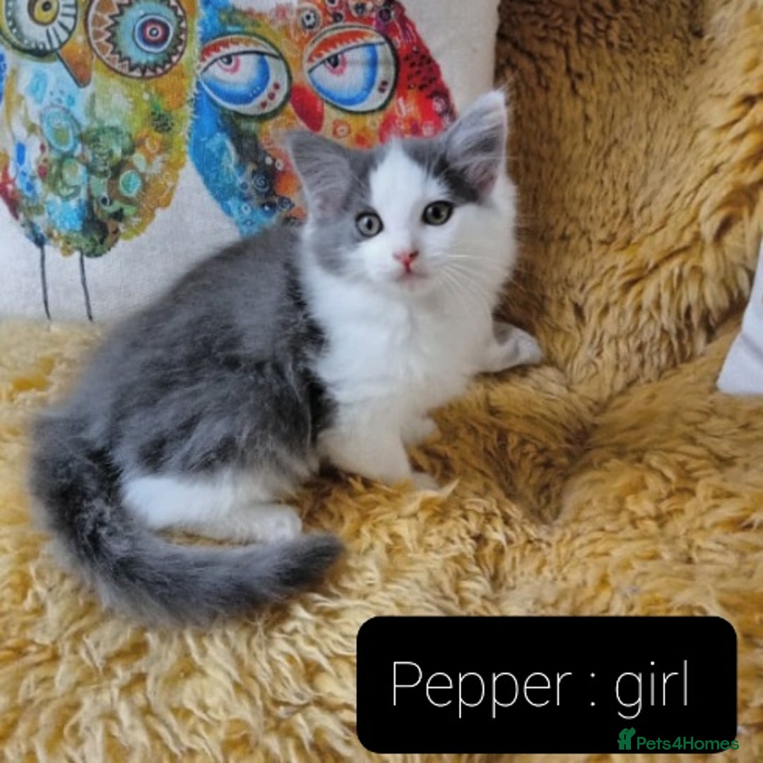 Ragdoll cats for sale: Maincoon ×Ragdoll (Ragcoon) kittens  - Image 9
