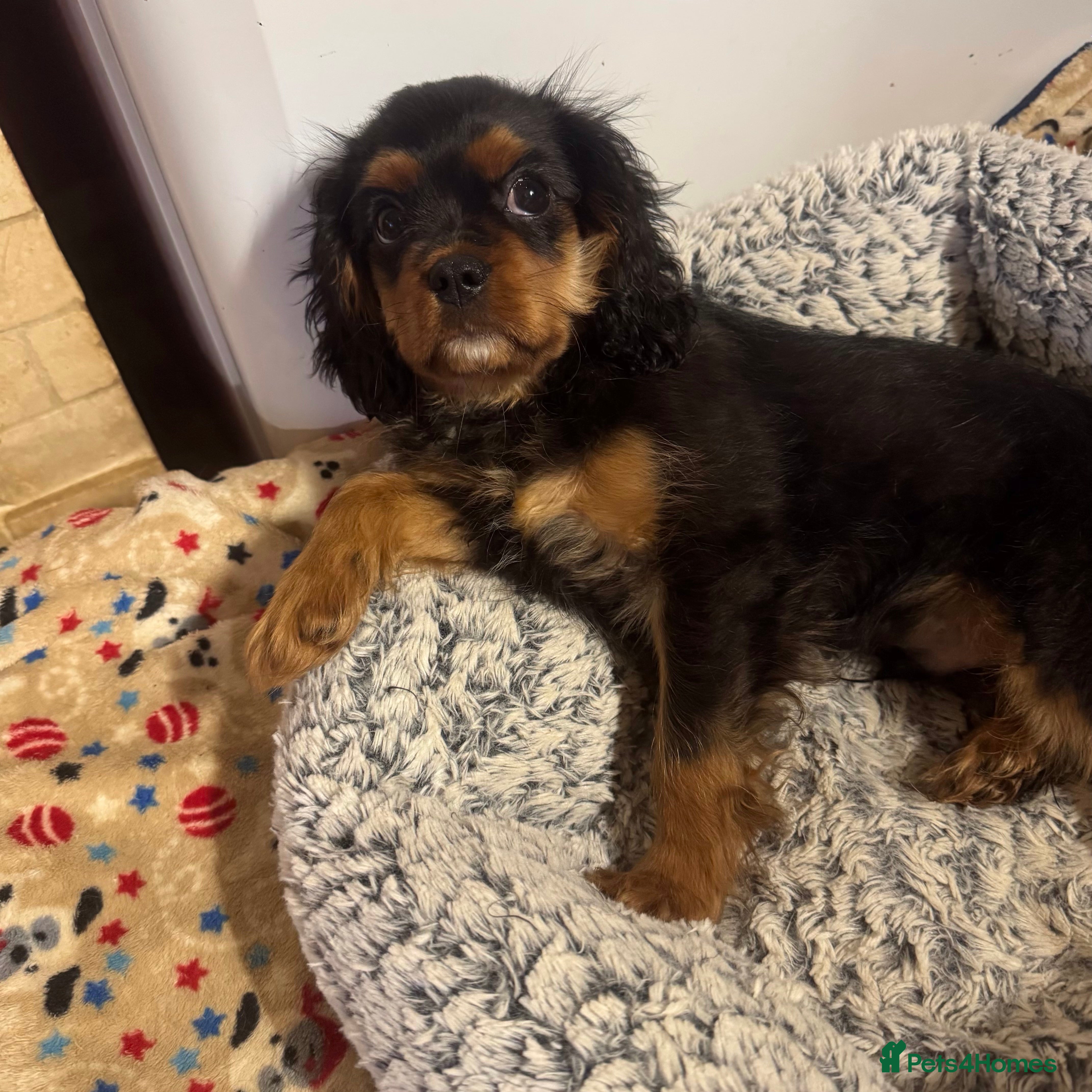 Cavalier King Charles Spaniel dogs KC REG Health tested one boy available now. - Advert 5